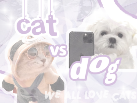 cats vs dogs...