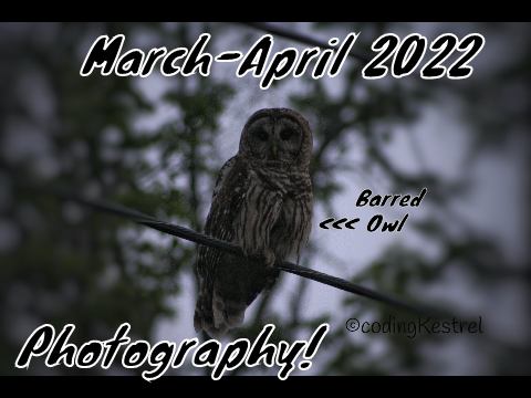Bird Photography! March-April 2022 [Mobile Friendly]