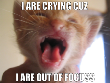 Meme Kats