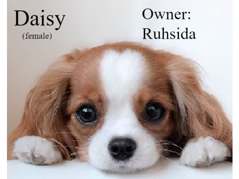 Adopt puppies!