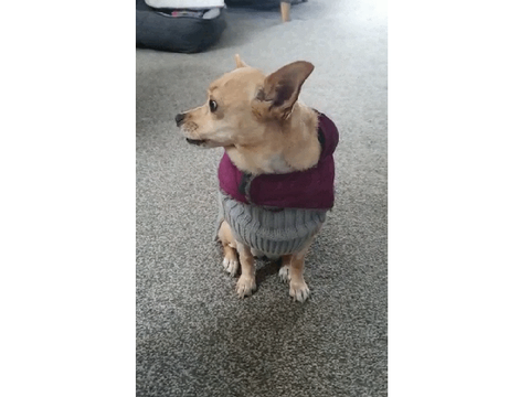 GIF of My dog
