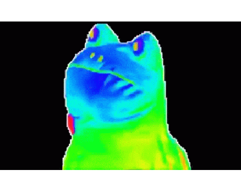 frog