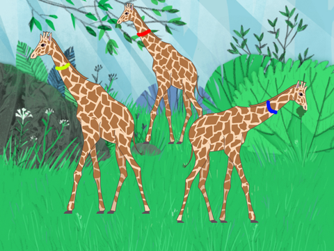 maasai giraffe exhibit
