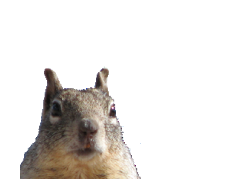 A Squirrel