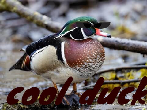 wood duck