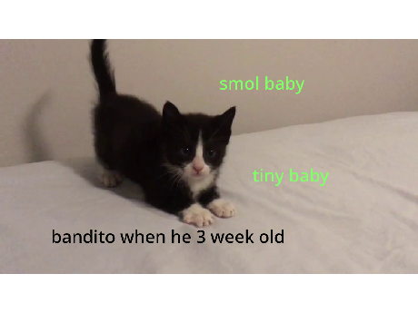 Bandito and burrito the kitty kitty 