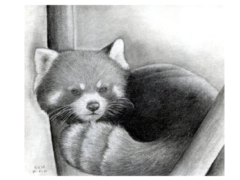 very detailed drawing of a red panda