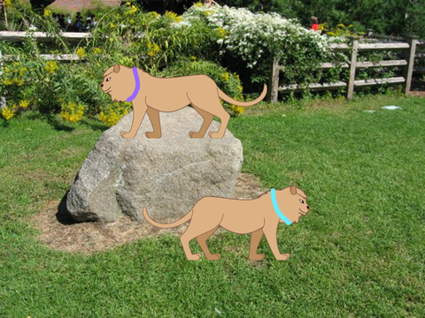 lion exhibit