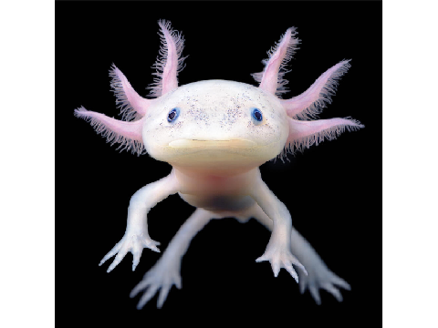 Remix If You Love Axolotls remix