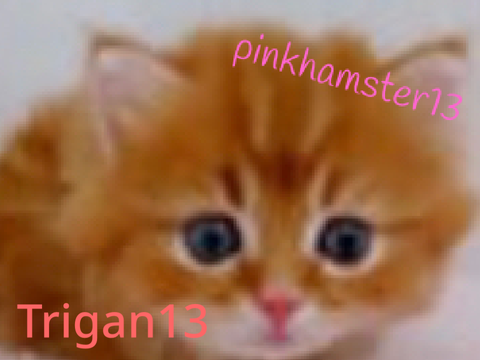 Sign in if you love KITTENS! remix