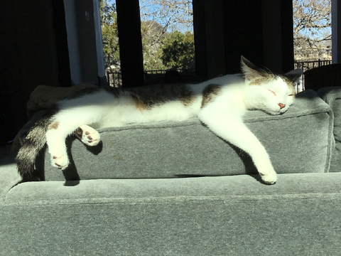 My cat 2