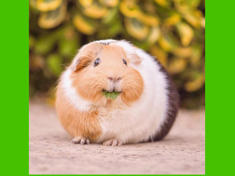 Guinea pig slide show