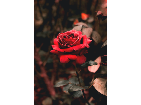 Tangled Hearts (2)