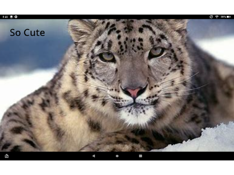 Snow leopard
