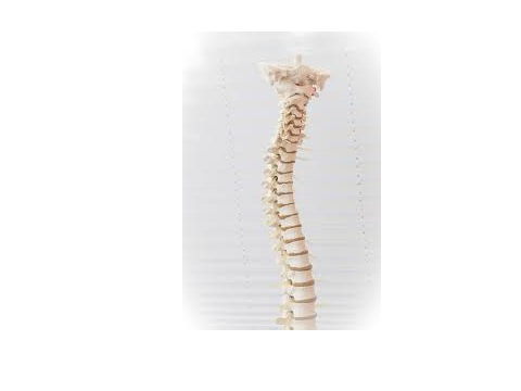 the spine for the forg
