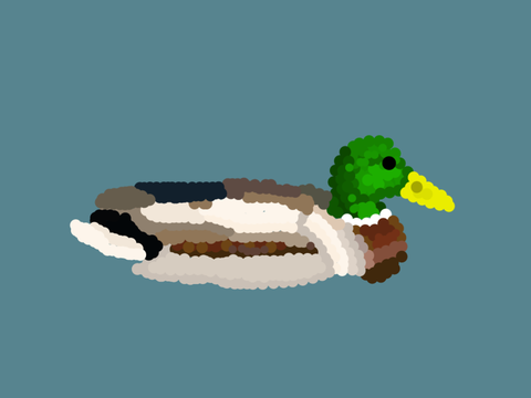 Duck