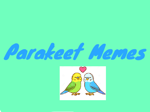 Parakeet Memes
