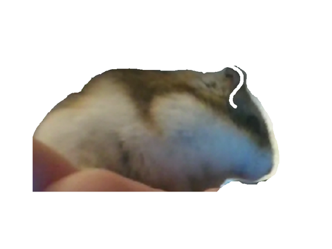 Otto 