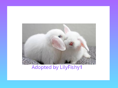 Cute Bunnies: ADOPT NOW!