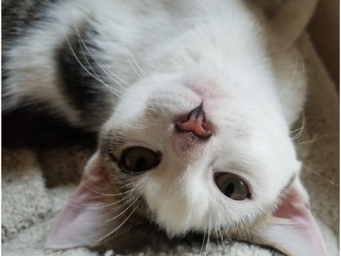 My cat 3