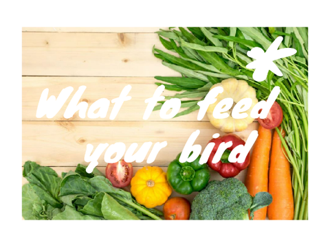 What to feed your bird