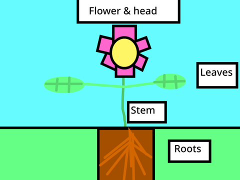Just parts of a plant