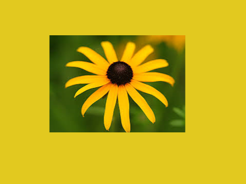 Flower Slides