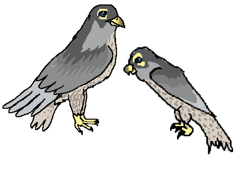 Hawk/Falcon Adopts remix