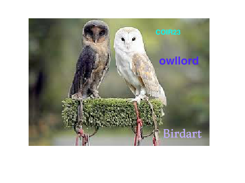 SIGN TO STOP BARN OWL HUNTING!!! remix remix
