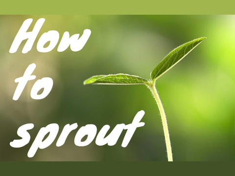 How to sprout