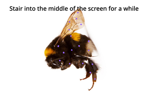 Bee Optical Illusion