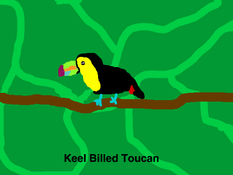~Toucan~