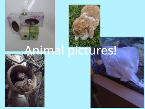Animal pics/meet my rats!!