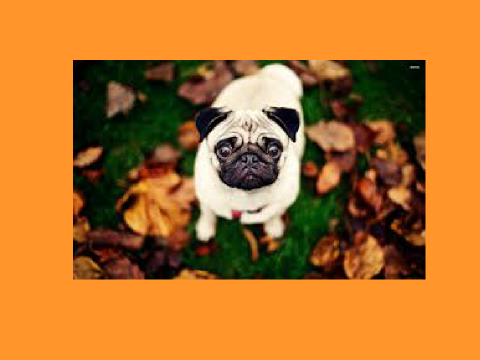 Pug slides Remix: Infinite Version