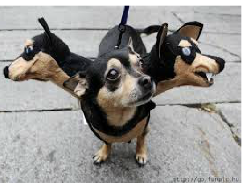 Funny Pet's