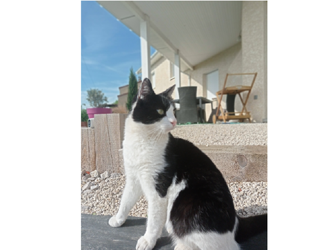 Mon chat 