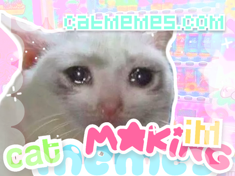 making cat memeS