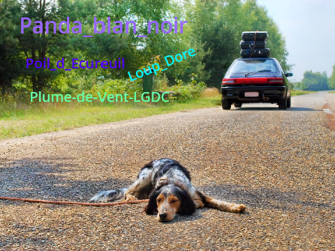 Remix et signe si tu est contre la maltraitance des animaux. remix remix remix-2