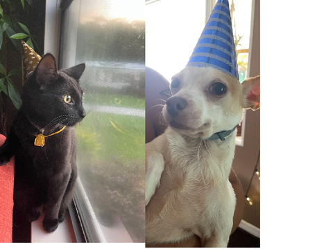 onyx bday!! (ft. bob le dog)