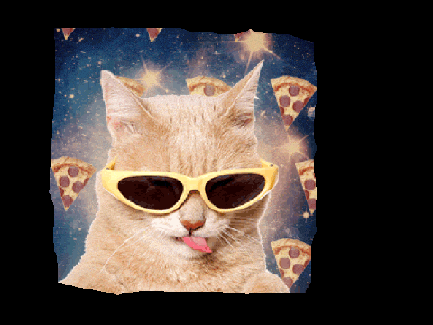 pizza cat GIF