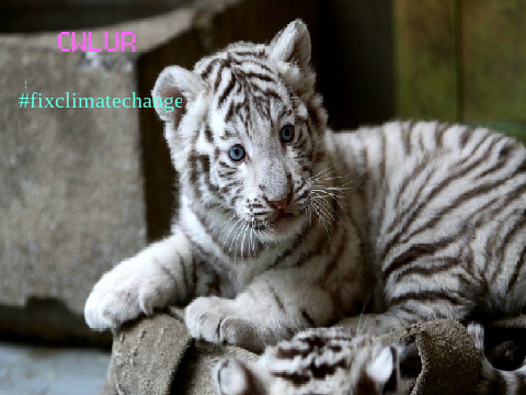 Remix and sign to save White Tigers remix