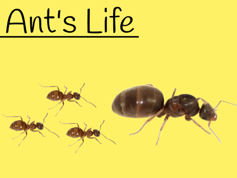 Ant's Life (Auto Game/Simulation)
