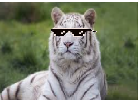 Chad the tiger