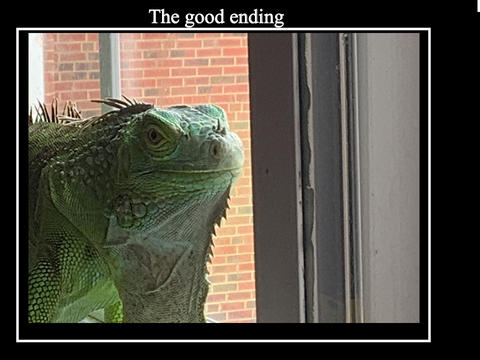 Iguana
