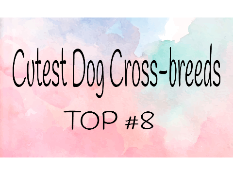 Top 8 Cutest Dog Cross-breeds