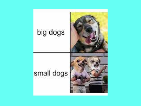 dog memes