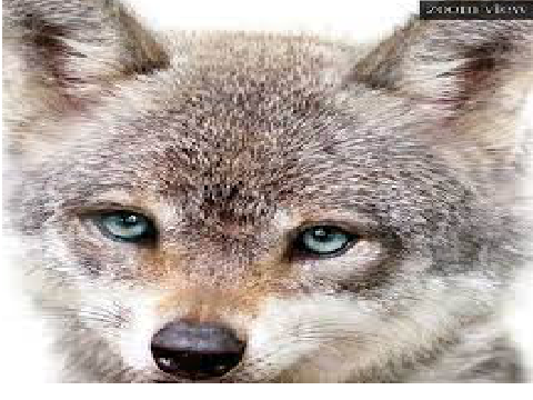 Do you like wolves because i do