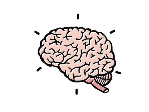 The Brain