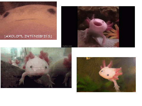 Axolotl Gifs
