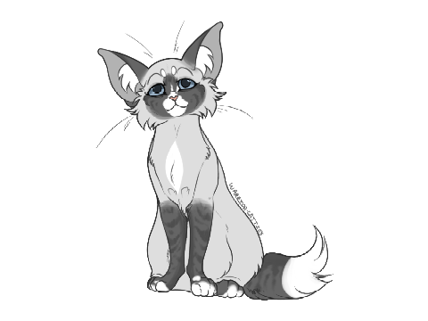 Guess the cat #28